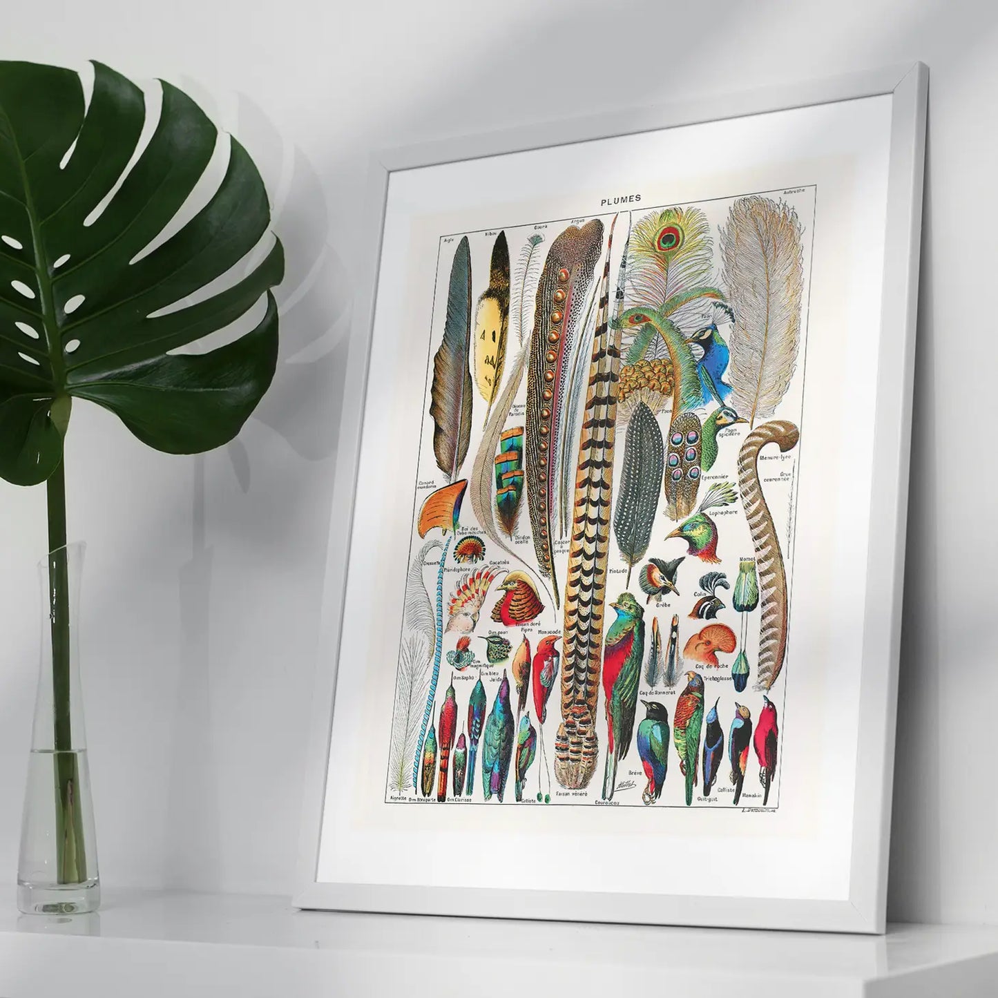 Feathers Plumes Vintage Antique Print 30 x 40 cm