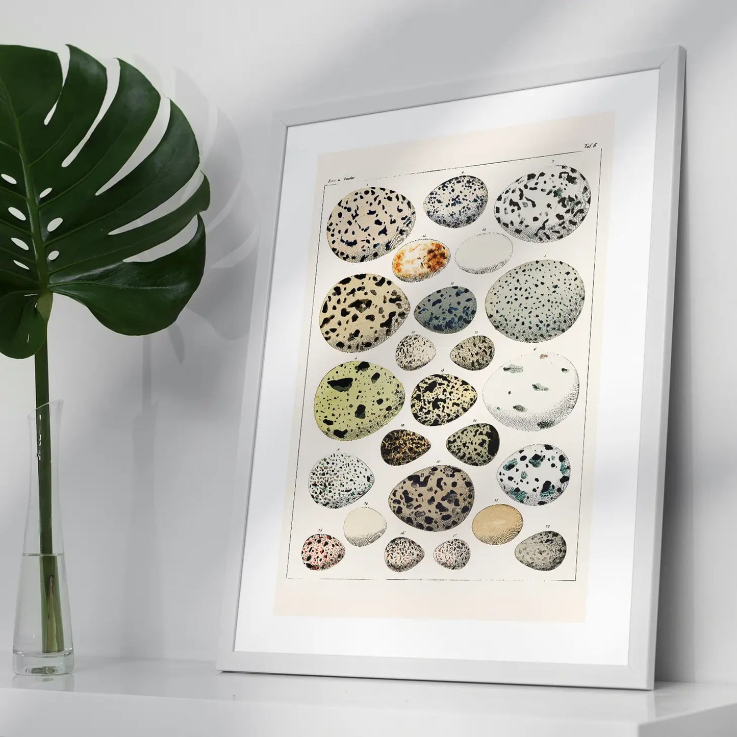 Speckled Eggs Vintage Antique 21 x 30 cm