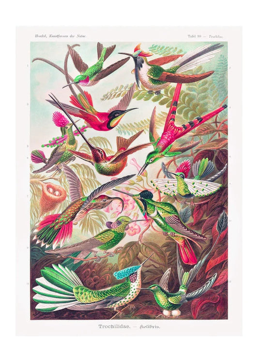 Tropical Birds Vintage Antique Print 30 x 40 cm